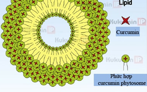 Nghiên cứu bào chế curcumin dạng phytosome và dạng PEG hóa